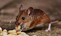 24 Hour & Emergency Exterminators in Hermitage, PA